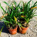 Ostrica japonská (Carex morrowii) ‘IRISH GREEN’ - kont. P11